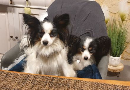 Papillons von der Flussaue