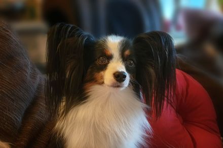 Papillons von der Flussaue