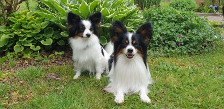 Papillons von der Flussaue