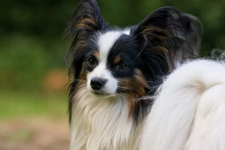 Papillons von der Flussaue