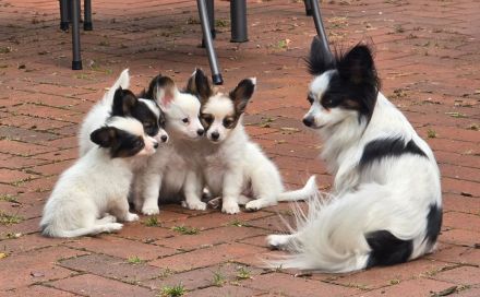 Papillons von der Flussaue