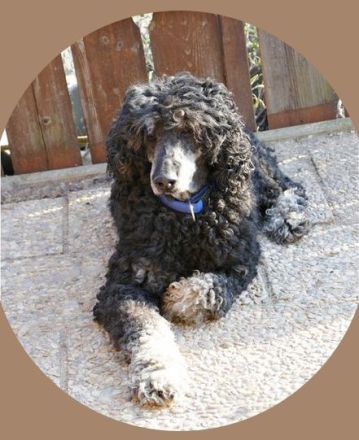 Empfohlene Deckrüden aus unserem Verein