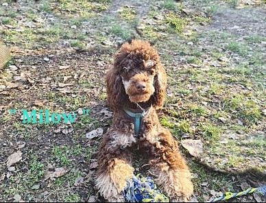 Empfohlene Deckrüden aus unserem Verein