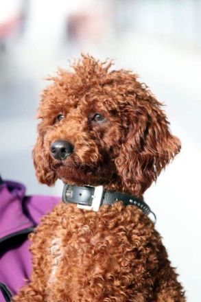 Empfohlene Deckrüden aus unserem Verein