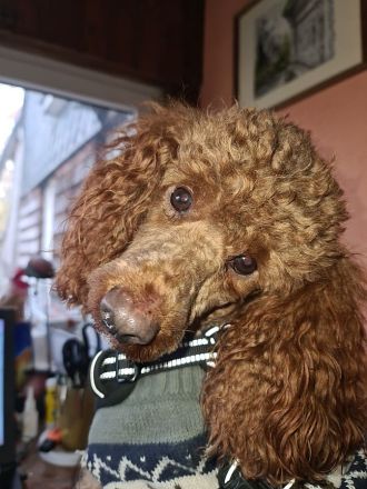 Empfohlene Deckrüden aus unserem Verein