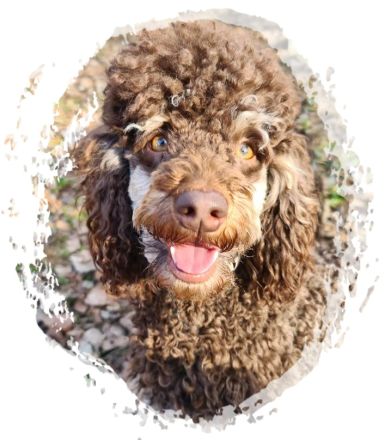 Empfohlene Deckrüden aus unserem Verein