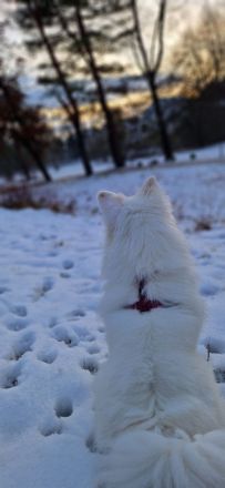 Deckrüde Zwergspitz Pomeranian
