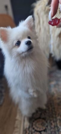 Deckrüde Zwergspitz Pomeranian