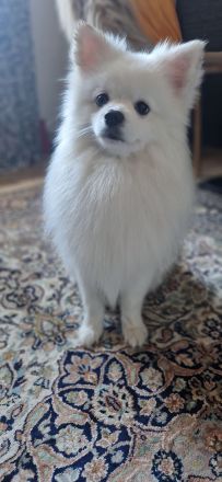 Deckrüde Zwergspitz Pomeranian