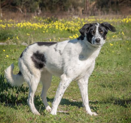 Cleo, muss die Welt entdecken