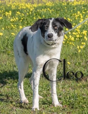 Cleo, muss die Welt entdecken