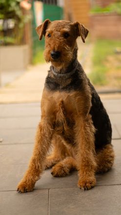 Airedale Terrier Welpen