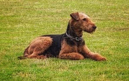 Airedale Terrier Welpen