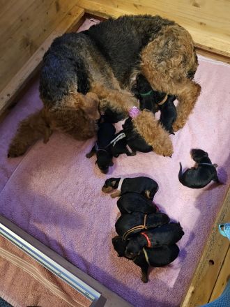 Airedale Terrier Welpen