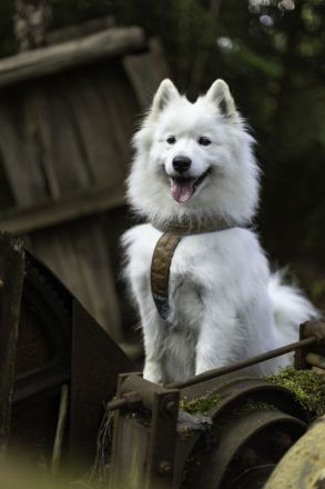 Samojeden von Fhelyai's Guardian Angel