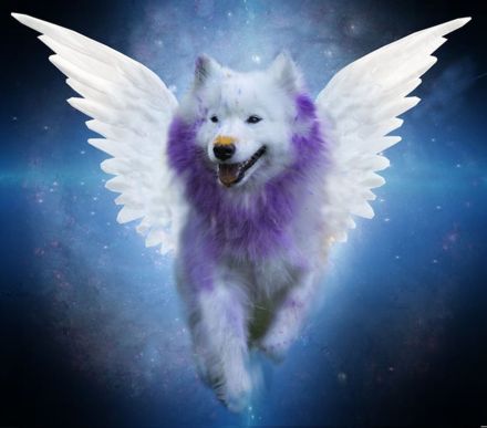 Samojeden von Fhelyai's Guardian Angel