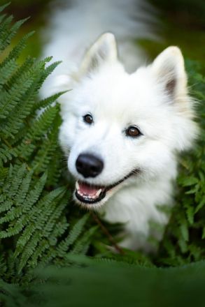 Samojeden von Fhelyai's Guardian Angel