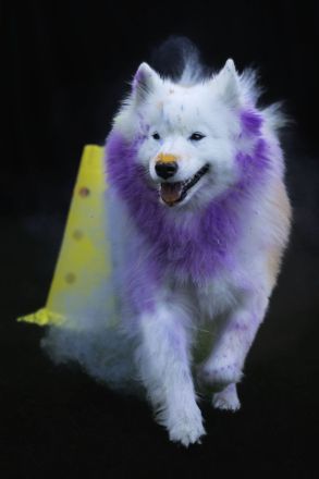 Samojeden von Fhelyai's Guardian Angel