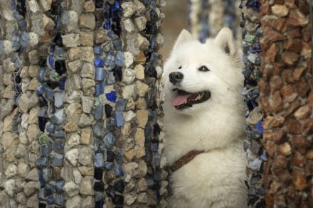 Samojeden von Fhelyai's Guardian Angel