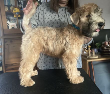 Irish Soft Coated Wheaten Terrier