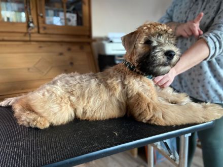 Irish Soft Coated Wheaten Terrier