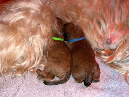 Irish Soft Coated Wheaten Terrier