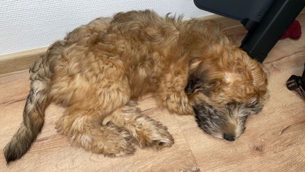 Irish Soft Coated Wheaten Terrier