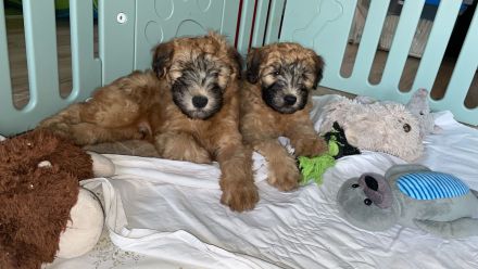 Irish Soft Coated Wheaten Terrier