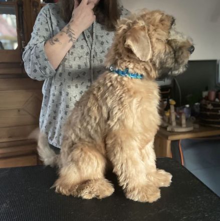 Irish Soft Coated Wheaten Terrier