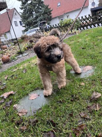 Irish Soft Coated Wheaten Terrier