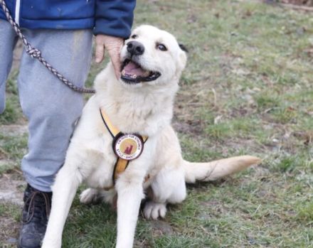 Intelligenter Michel sucht sein Für-Immer-Zuhause.