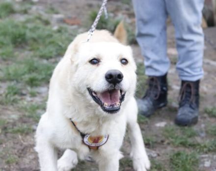 Intelligenter Michel sucht sein Für-Immer-Zuhause.