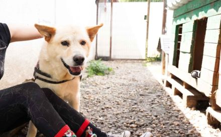 Intelligenter Michel sucht sein Für-Immer-Zuhause.