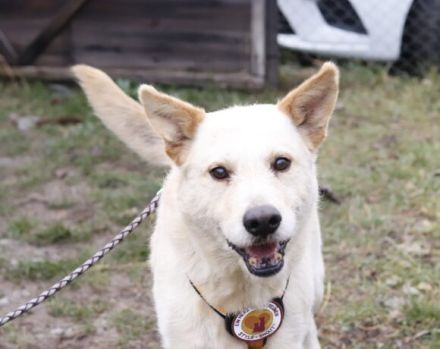 Intelligenter Michel sucht sein Für-Immer-Zuhause.