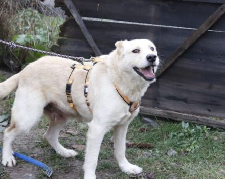 Intelligenter Michel sucht sein Für-Immer-Zuhause.