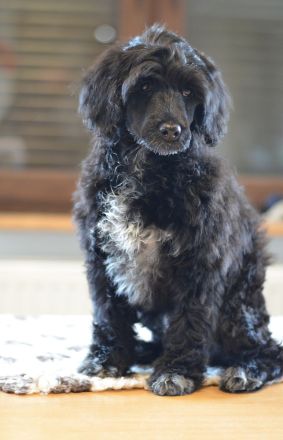 Portugiesischer Wasserhund - Welpen mit FCI-Stammbaum