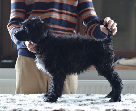 Portugiesischer Wasserhund - Welpen mit FCI-Stammbaum