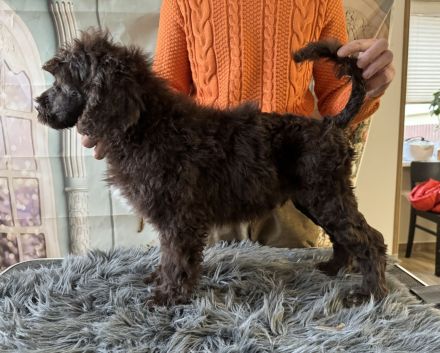 Portugiesischer Wasserhund - Welpen mit FCI-Stammbaum