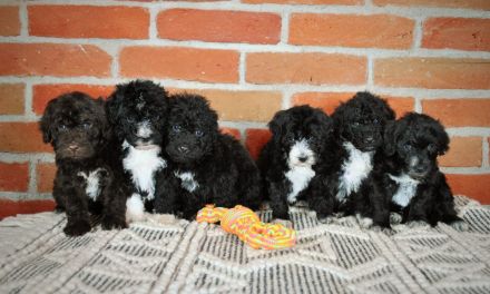 Portugiesischer Wasserhund - Welpen mit FCI-Stammbaum