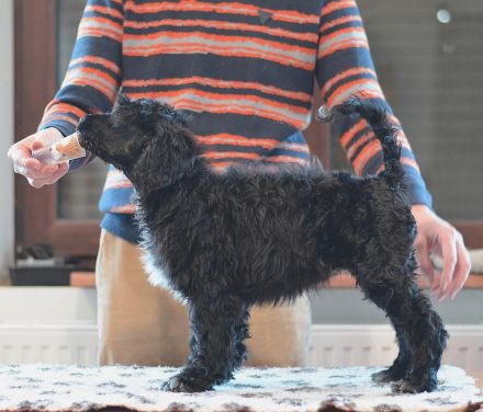 Portugiesischer Wasserhund - Welpen mit FCI-Stammbaum