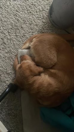 Deckrüde Labradoodle