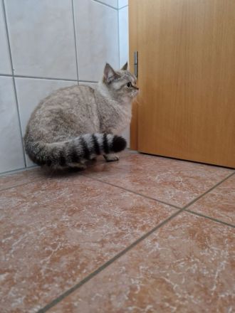 Reinrassige britisch kurzhaar Katze abzugeben