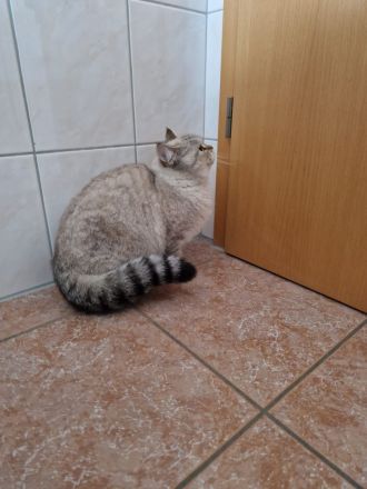 Reinrassige britisch kurzhaar Katze abzugeben