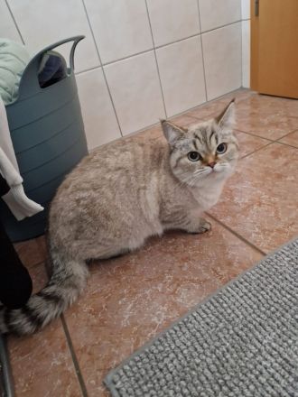 Reinrassige britisch kurzhaar Katze abzugeben