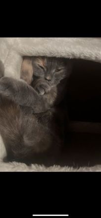 Bkh mix Katze abzugeben