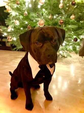 Toller Rüde sucht neues Zuhause