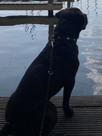 Toller Rüde sucht neues Zuhause