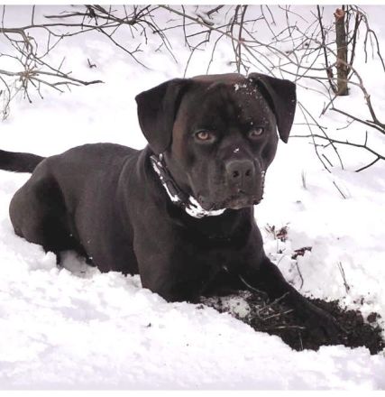 Toller Rüde sucht neues Zuhause