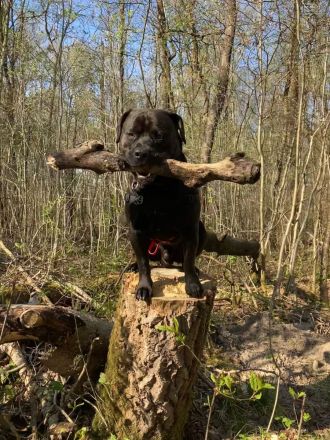 Toller Rüde sucht neues Zuhause