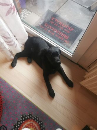 Labrador Hündin